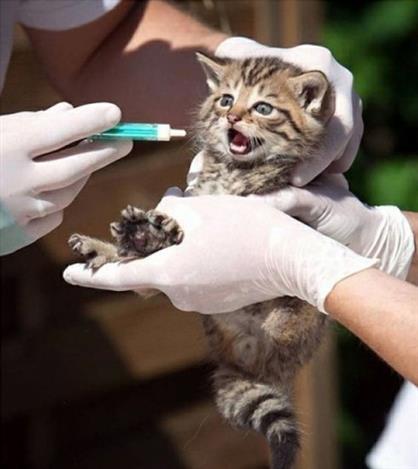Доклад: Наиболее опасные инфекции у кошек или нужны ли кошкам прививки